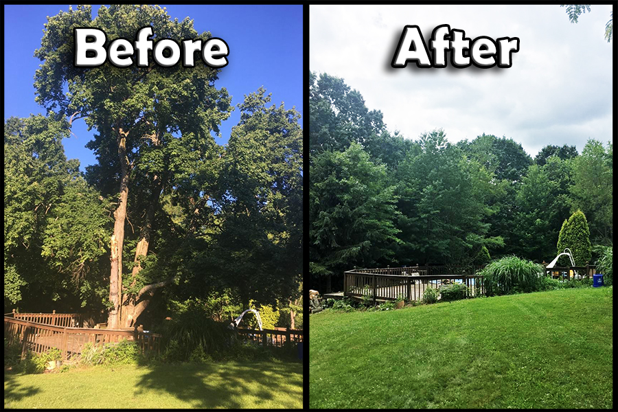 Before and after a large backyard tree removal